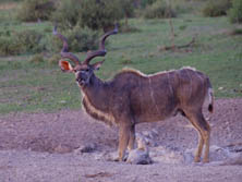 Botswana, Sdliches Afrika, Kalahari: Antilope