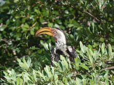 Botswana, Sdliches Afrika, Kalahari: Vogel